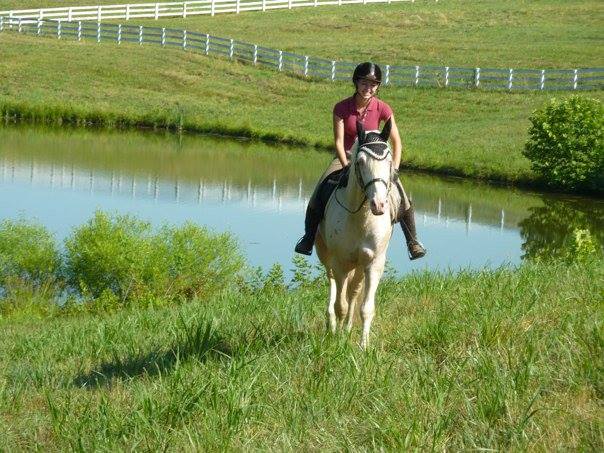 Saphiro - Cremello Lusitano Stallion